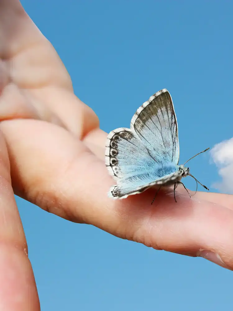 Ein Schmetterling sitzt auf einer geöffneten Hand vor blauem Himmel.